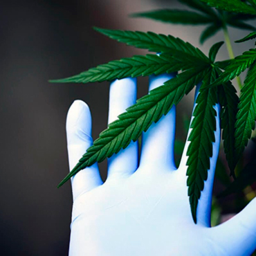 Семена конопли медицинских сортов Семена конопли медицинских сортов