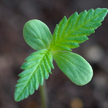 Удобрения для конопли Удобрения для конопли