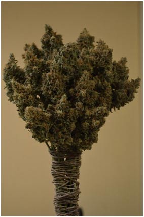 Автоцветущие феминизированные семена конопли Автоцветущие феминизированные семена конопли