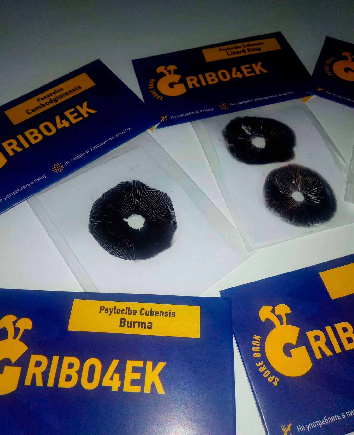 Стрейнов галлюциногенных грибов от спорового банка Gribo4ek Стрейнов галлюциногенных грибов от спорового банка Gribo4ek