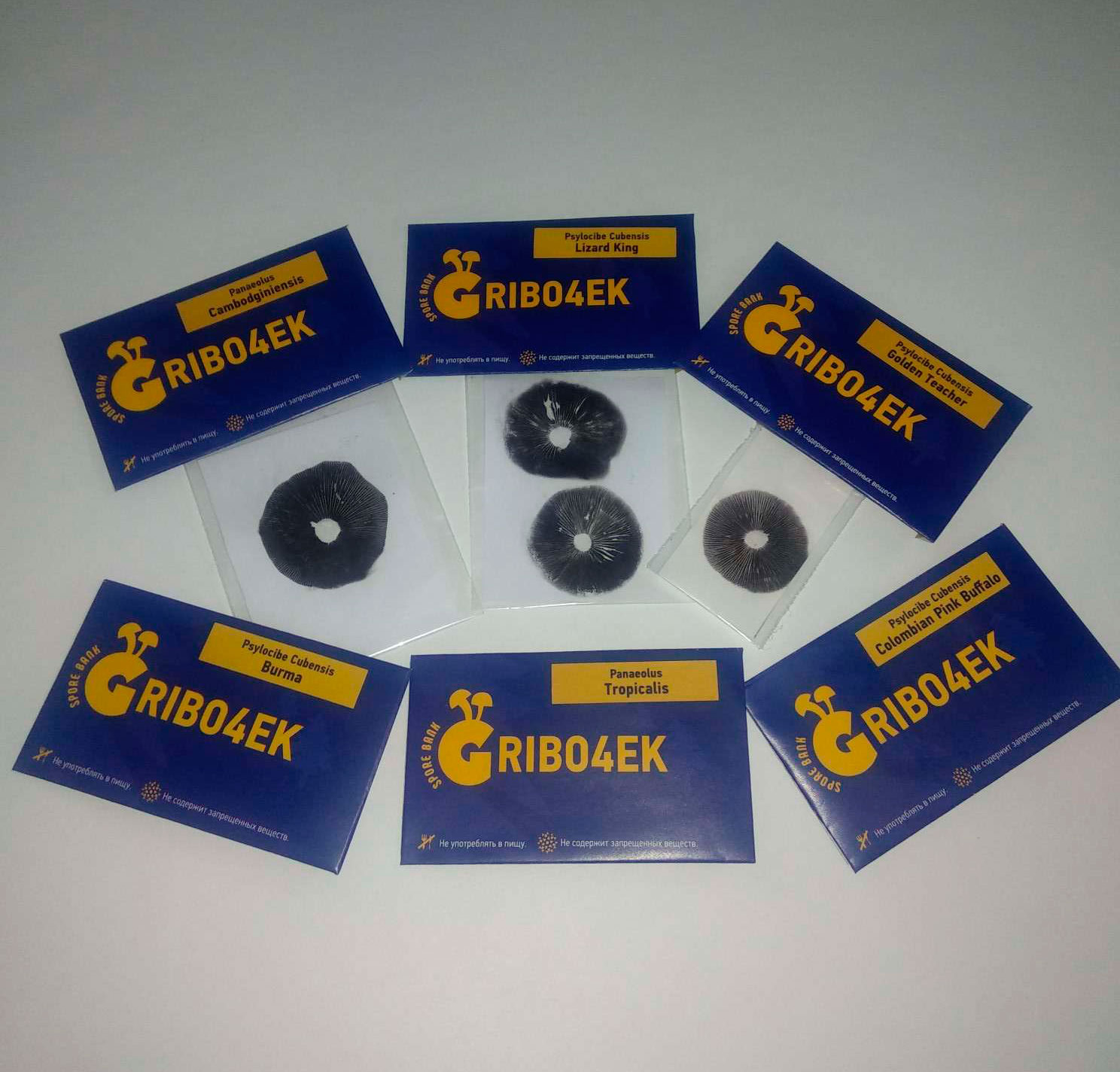 Стрейнов галлюциногенных грибов от спорового банка Gribo4ek Стрейнов галлюциногенных грибов от спорового банка Gribo4ek