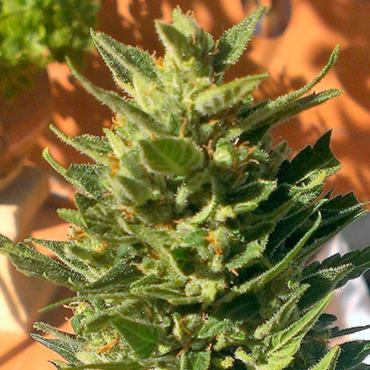 Семена конопли Colorado Cookies Семена конопли Colorado Cookies