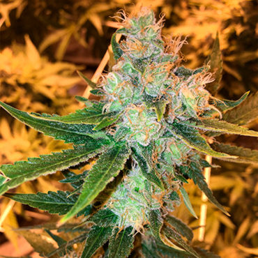 Сладкий аромат марихуаны Сладкий аромат марихуаны