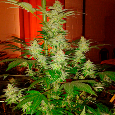 генетика сортов Jack herer генетика сортов Jack herer