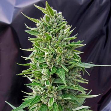 Сорт Northern Сорт Northern