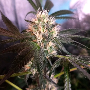 Critical + fem Critical + fem