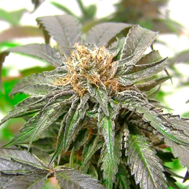 семена конопли Purple семена конопли Purple