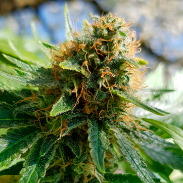 Манговый аромат конопли Манговый аромат конопли