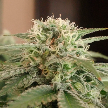 Сорт afhgan Сорт afhgan