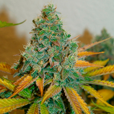 Lemon Skunk Lemon Skunk