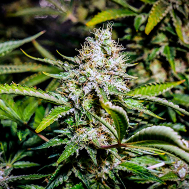 Сорта конопли с запахом древесины Сорта конопли с запахом древесины