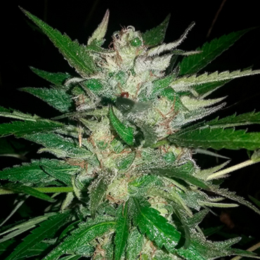 Химический аромат сортов конопли Химический аромат сортов конопли