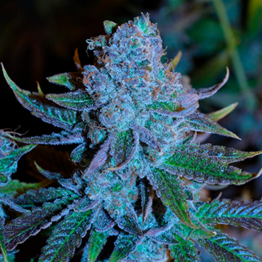 генетика Thai генетика Thai