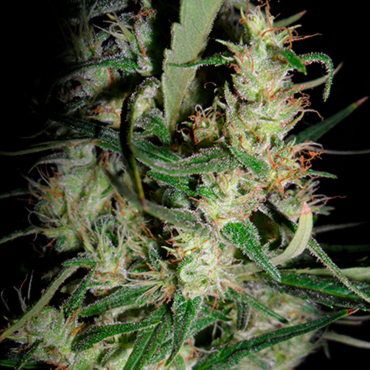 конопля Hawaii конопля Hawaii