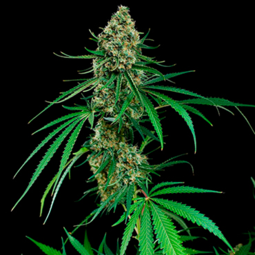 Critical fem Critical fem