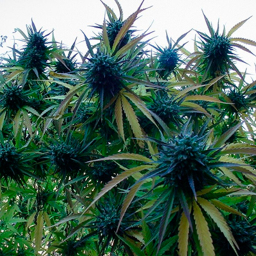 Сорт Blue Сорт Blue