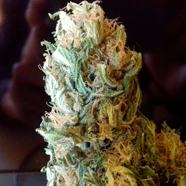 Black Domina Black Domina