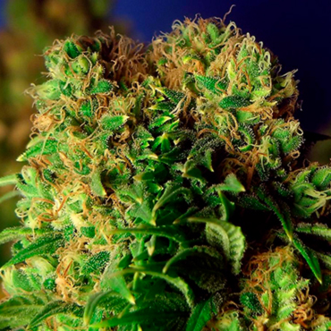 Медицинские сорта конопли Медицинские сорта конопли