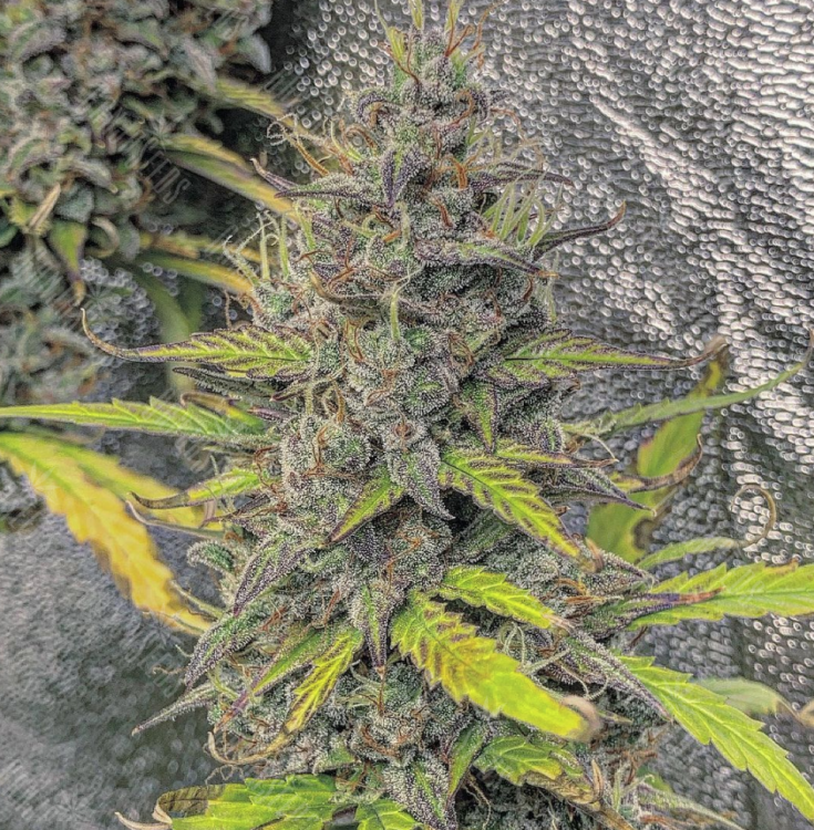 элитные сорта семян конопли Train Wreck feminised элитные сорта семян конопли Train Wreck feminised