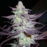 Train Wreck feminised Green House Seeds Train Wreck feminised Green House Seeds