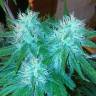 заказ семян конопли Спб Train Wreck feminised Green House Seeds заказ семян конопли Спб Train Wreck feminised Green House Seeds