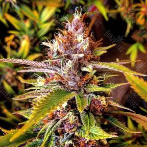 Fast Russian Purple feminised Breeders Community Seeds