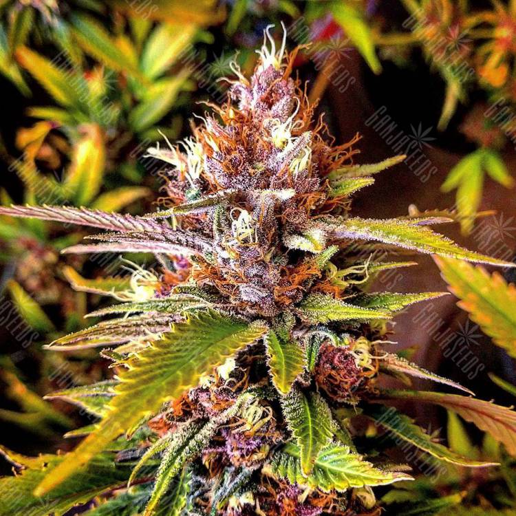 Fast Russian Purple feminised Breeders Community Seeds