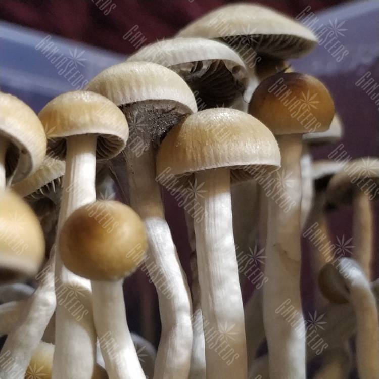 споры грибов McKennaii споры грибов McKennaii