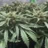 семена конопли скороспелый купить Auto AK-48 feminised Nirvana Seeds
