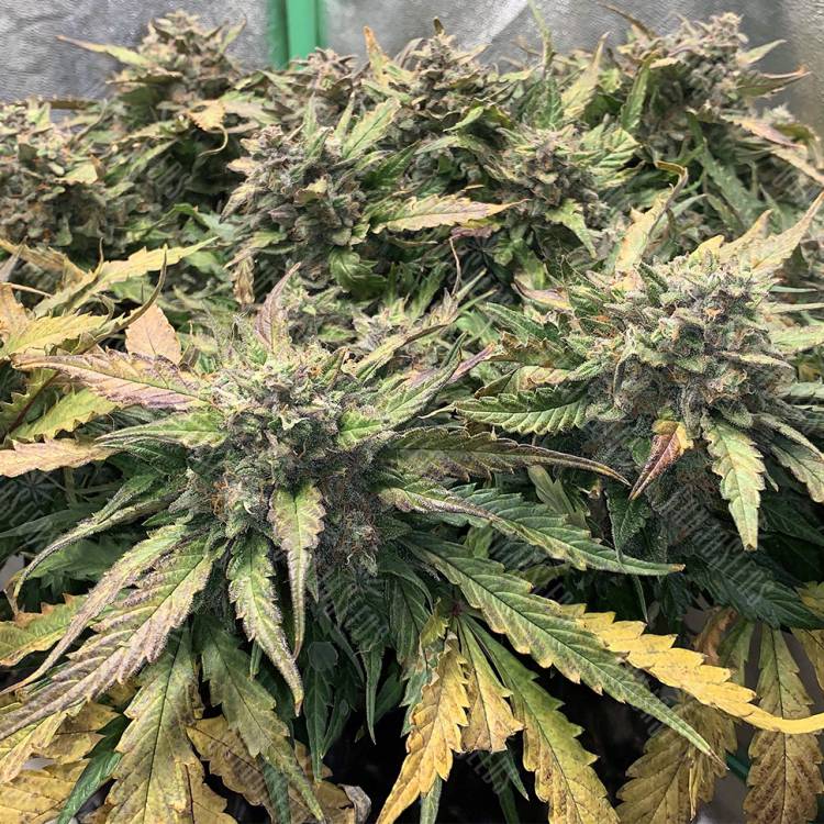 семена конопли дешево Auto AK-48 feminised Nirvana Seeds