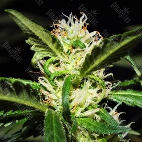 Jacky White feminised Paradise Seeds