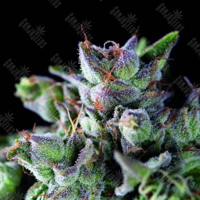 Gorila feminised Pyramid Seeds