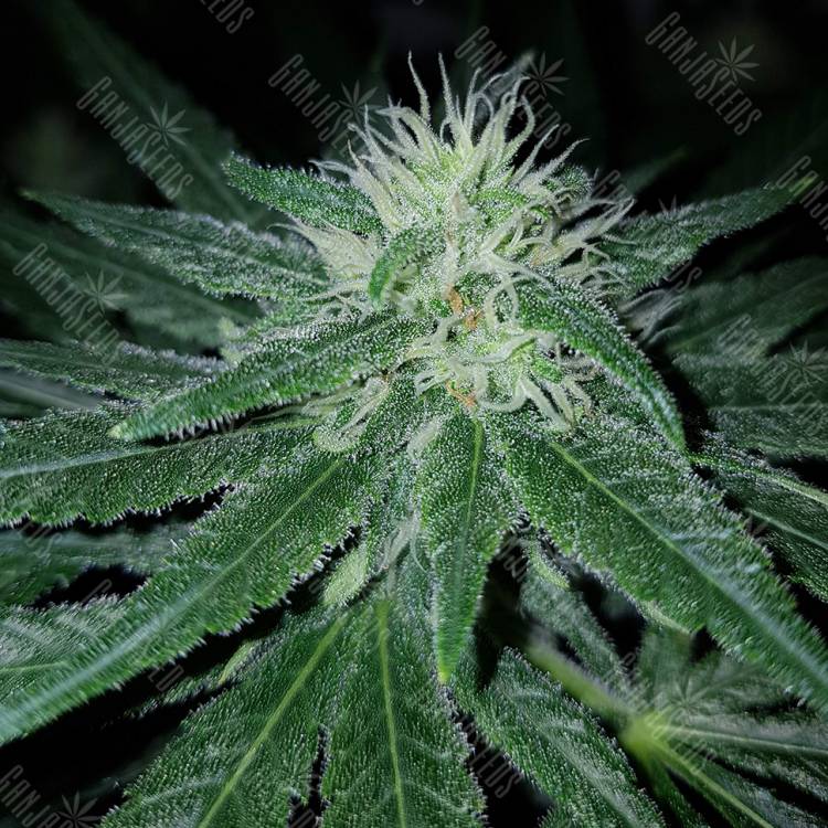 заказать качественные семена конопли Pineapple Kush feminised Royal Queen