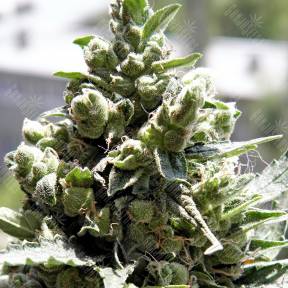 Crystal Candy feminised Sweet Seeds