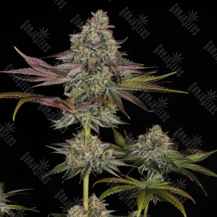 Gelato feminised Ganja Seeds