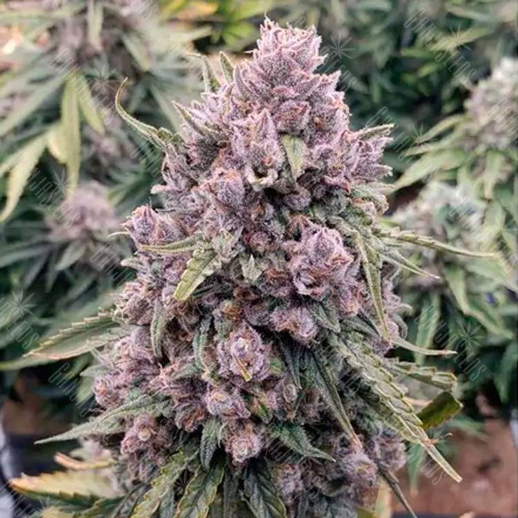 Семена марихуаны Auto Cinderella Jack feminised Ganja Seeds