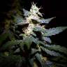 Семена марихуаны Auto Jack feminised GanjaLiveSeeds