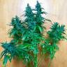 Семена каннабиса Auto Jack feminised GanjaLiveSeeds