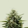 семена конопли отзывы Auto Fat Banana feminised Ganja Seeds
