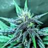 семена конопли гидропоники Auto Diesel feminised