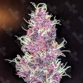 Auto Diesel feminised Ganja Seeds