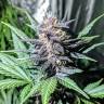 семена конопли интернет магазин Auto Diesel feminised