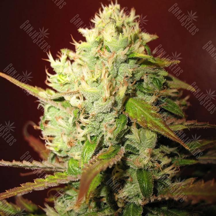 семена конопли в России Lemon Skunk feminised Green House Seeds