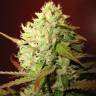 семена конопли в России Lemon Skunk feminised Green House Seeds