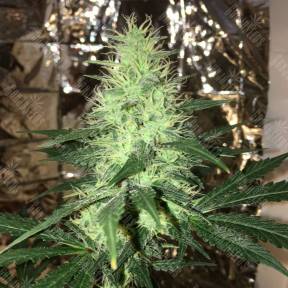 Auto Critical Cheese feminised Dinafem Seeds