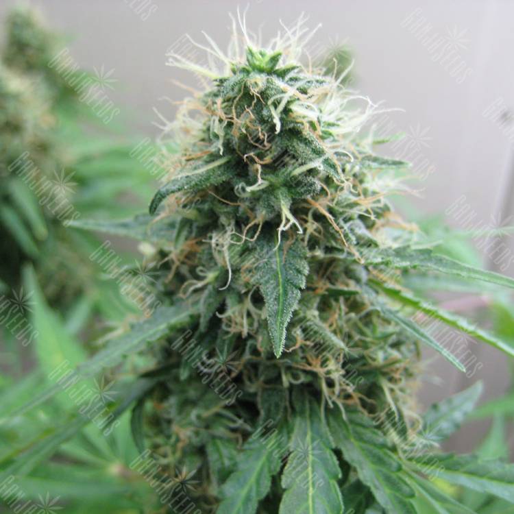 Jack Herer feminised Breeders Community Seeds