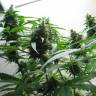 Jack Herer feminised Breeders Community Seeds