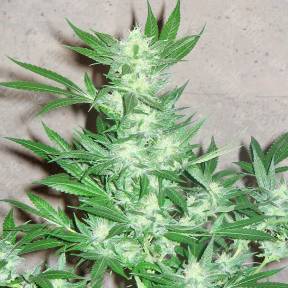 Euforia regular Ganja Seeds