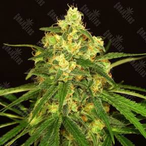 Tangerine Kush regular Exotic Seed
