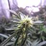 семена конопли с доставкой Auto Blue Mystic feminised Nirvana Seeds
